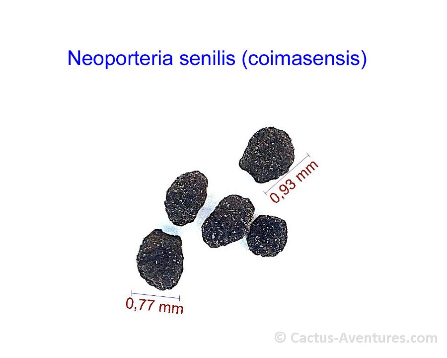 Neoporteria senilis (coimasensis)